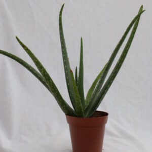 Aloe Vera 6"