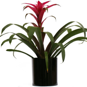 Bromeliad