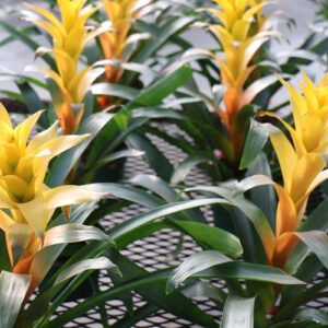 Bromeliad-  Guzmania -  6''