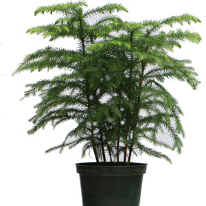 Norfolk Island Pine- 6"