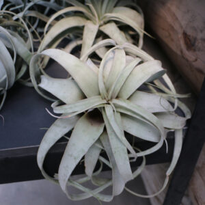 Tillandsia Xeographica - 5"