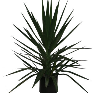 #Yucca Bush- Package