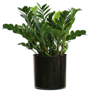 #Zamioculcas Zamiifolia (ZZ) Package- 14 inch